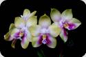 Phal. Nobby's Fox 'Super Star' x Phal. Dragon Tree Eagle 'DT-168